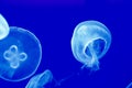 Detail of Moon Jellies Royalty Free Stock Photo