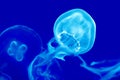 Moon Jellies in the See Royalty Free Stock Photo