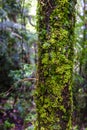 Kauri forest in New Zealand