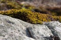 Detail of Moss Gently Protecting a Rock