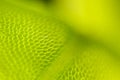 Detail of moss leaf (Plagiomnium affine) Royalty Free Stock Photo