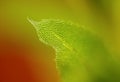 Detail of moss leaf Royalty Free Stock Photo