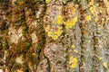 Detail of moss and lichen on wooden fence Royalty Free Stock Photo
