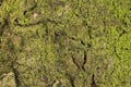 Detail moss on the Nature tree bark texture pattern background wallpaper