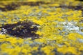 Detail of moss on stone