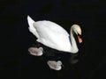 Mother swan is floating  with her two joung grey swans in water. Royalty Free Stock Photo