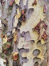 Abstract Mottled bark Pattern