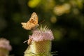 Detail of a mountain plant pollinated by a bee and a butterfly. Royalty Free Stock Photo