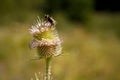 Detail of a mountain plant pollinated by a bee