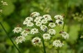 Detail of a mountain plant pollinated by a bee, insects and a butterfly. Royalty Free Stock Photo