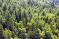 Detail of Mountain Trees