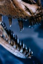 Detail of a mouth full of sharp teeths of a skull fossil of a dinosaur