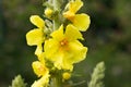 Detail of mullein flowers in summer