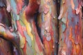detail of multicolored rainbow eucalyptus tree trunk Royalty Free Stock Photo