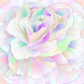 Detail multicolored rose and buds on a white background vintage vector botanical illustration editable hand draw