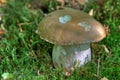 Detail of Mushroom