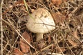 Detail of mushroom toadstool macro in autumn