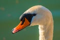 Swan head with water drops, closeup Royalty Free Stock Photo