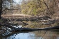 Natural forest with swamp