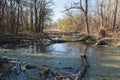 Natural forest with swamp