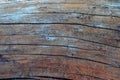 detail of natural wood trunk background