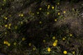 Yellow dandelion flowers on green grass as background Royalty Free Stock Photo