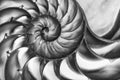 Detail of nautilus spiral shell in black and white Royalty Free Stock Photo