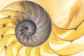 Detail of nautilus spiral shell