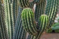`Neobuxbaumia Scoparia` cactus that grows tree-like with defined trunk and branches Royalty Free Stock Photo