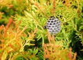 Detail of nest of wasps on a tree. Royalty Free Stock Photo