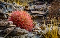 Nevada Desert Magic Landscape Detail Royalty Free Stock Photo