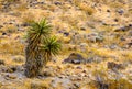 Nevada Desert Cactus Brothers Landscape Detail