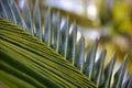 Detail of new palm leaf , natur background Royalty Free Stock Photo