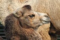 detail of nice camel