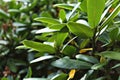 Nice Green Rhododendron Leaves In Park