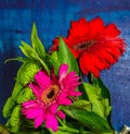 Detail of nice red and pink gerbera daisy flower with green leaves on blue background Royalty Free Stock Photo