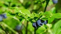 Detail of nice ripe blueberry in forest