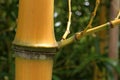 Detail of node and nodal ring with visible sheath scar on stalk of mature yellow bamboo plant.