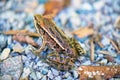 Detail of northern green frog lithobates clamitans in Southwes