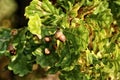 Detail of oak tree acorn between leafs