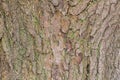 Detail of oak tree bark Royalty Free Stock Photo