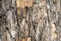 Detail of oak tree bark Royalty Free Stock Photo