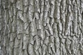 Detail of oak tree bark. Sharp background Royalty Free Stock Photo