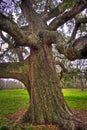 Detail of Oak Tree Trunk and Limbs Royalty Free Stock Photo