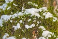 Detail of a tree trunk with moss and snow Royalty Free Stock Photo