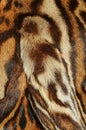 Detail of ocelot fur