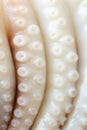 Detail of an octopus Royalty Free Stock Photo
