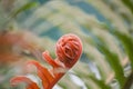 Detail od red dwarf tree fern new emerging fronds Royalty Free Stock Photo