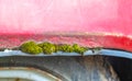 Detail Of An Old Abandoned Rusty Red Car. Moss Grows On The Wing Of The Car And The Paint Peels Off. Detail View Of Green Moss