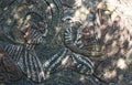 Detail of old antique traditional mosaic. Typical plot of street art of USSR period.